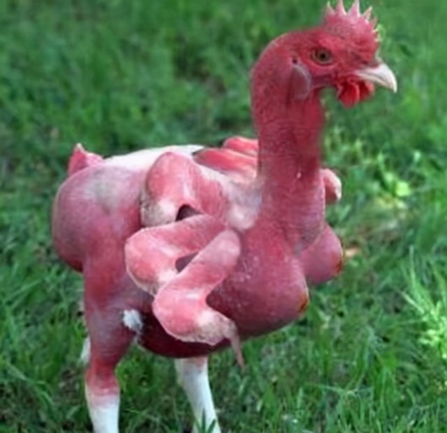 无良养殖户真给鸡打激素?