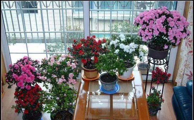 考虑下这3种适合在家里养的花草