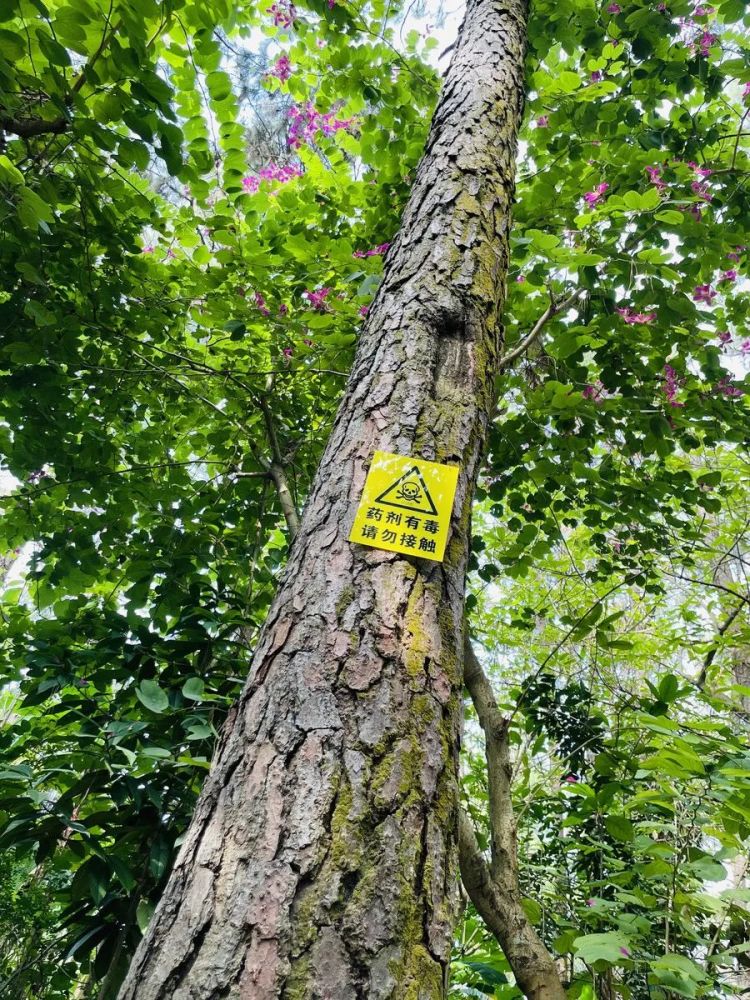 金山植物公園松樹為何集體輸液對人體有害嗎部門回應