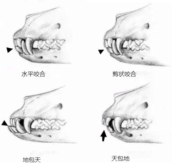 猛犬卡斯罗在近代历史发展中如何演变成如今普遍的地包天现象