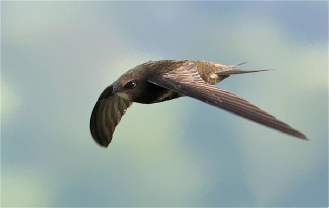 永不落地的鸟:边飞边睡,落地几乎等于送死,它如何繁衍后代?