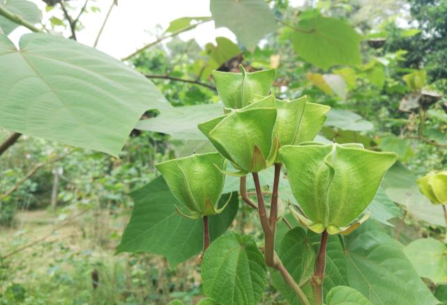 盛一杯陽光贈與君——昂天蓮|昂天蓮|植物|種子|果實|灌木