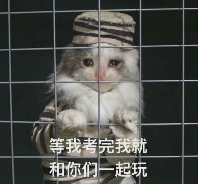 猫咪期末学习表情包 肩负学业重担,变得郁郁寡欢