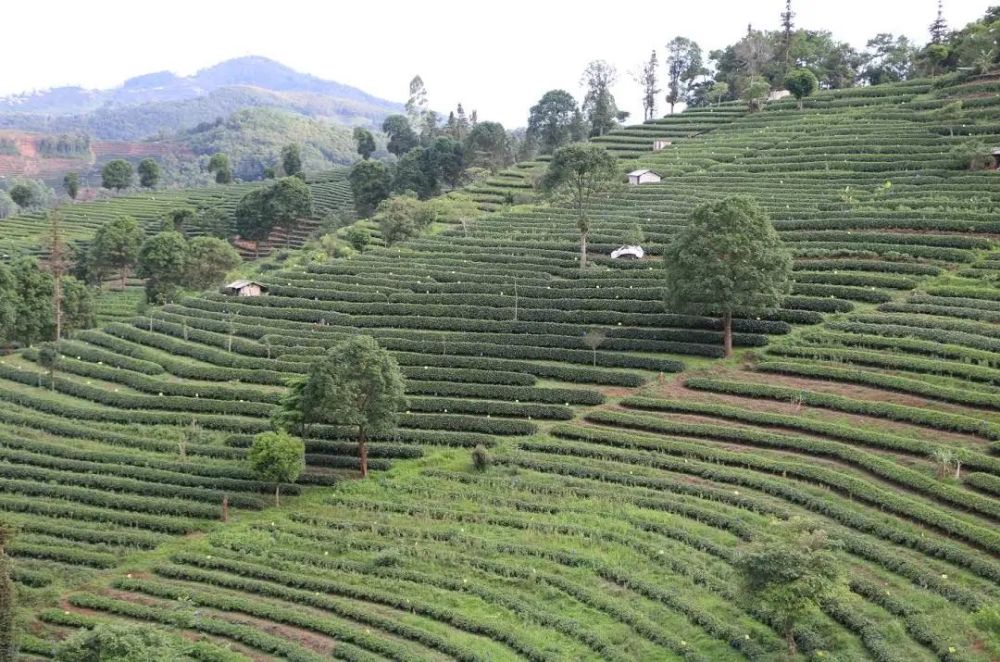 思茅区倚象镇吹响打造思茅区低氟普洱茶原料主产地的号角