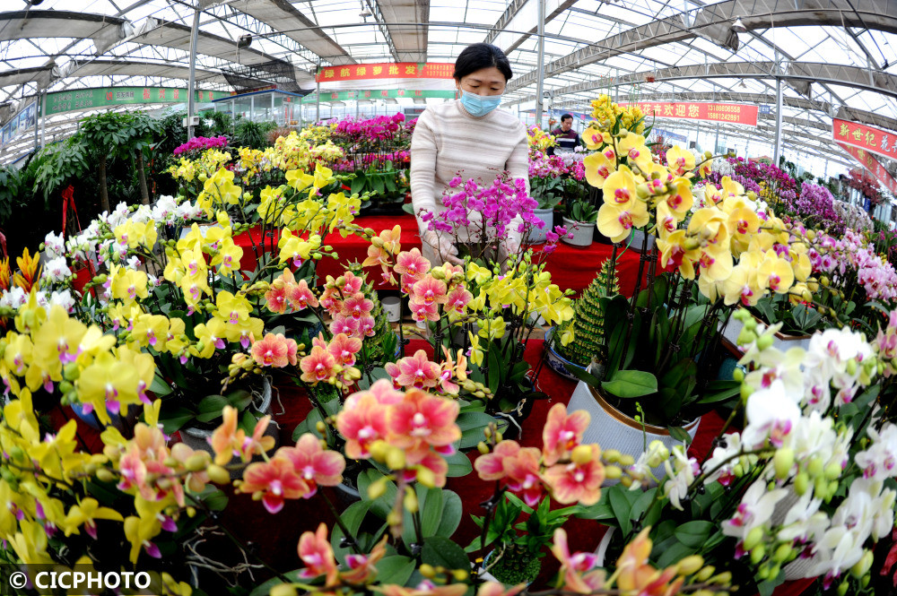 连云港花卉市场图片