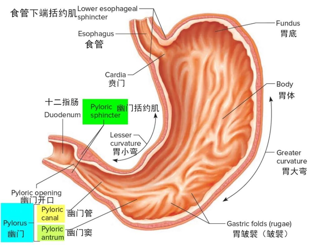 胃的解剖及其组织学_腾讯新闻