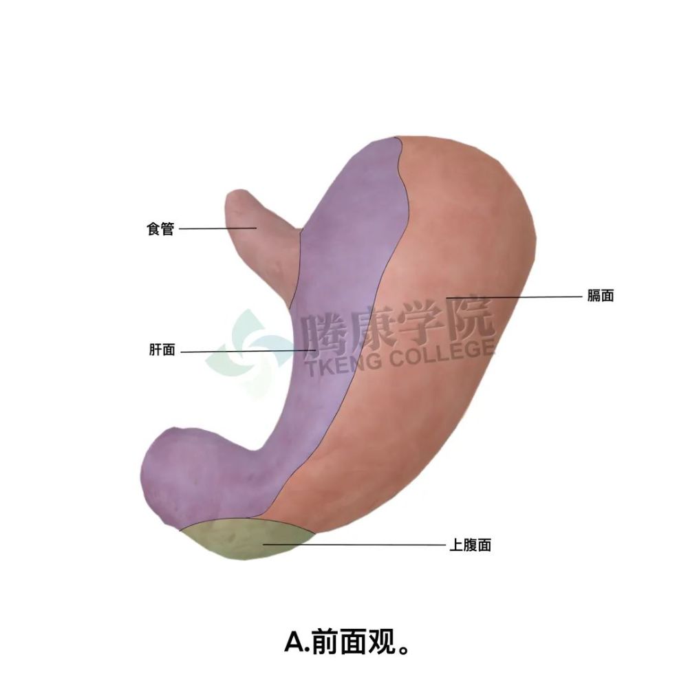 胃的解剖及其組織學