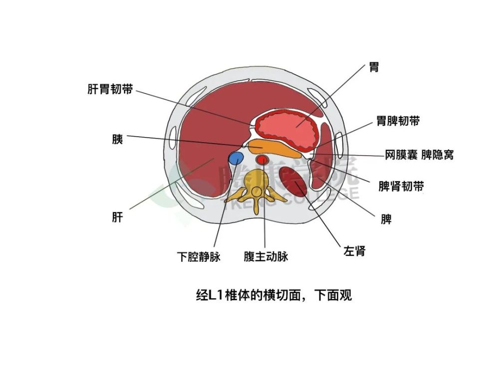 是臨床進行胃觸診的部位;前壁的右側部分與肝左葉和方葉相