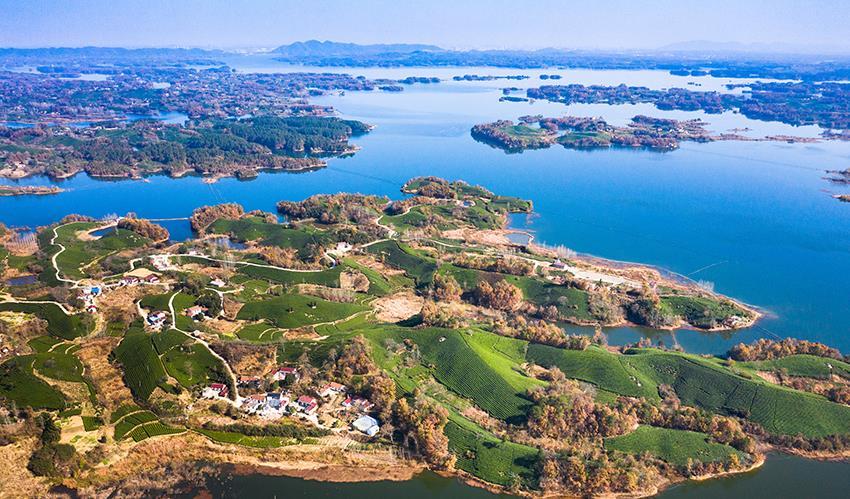 河南省信阳市浉河区浉河港镇夏家村是"信阳毛尖"主产地,这里南湾湖波