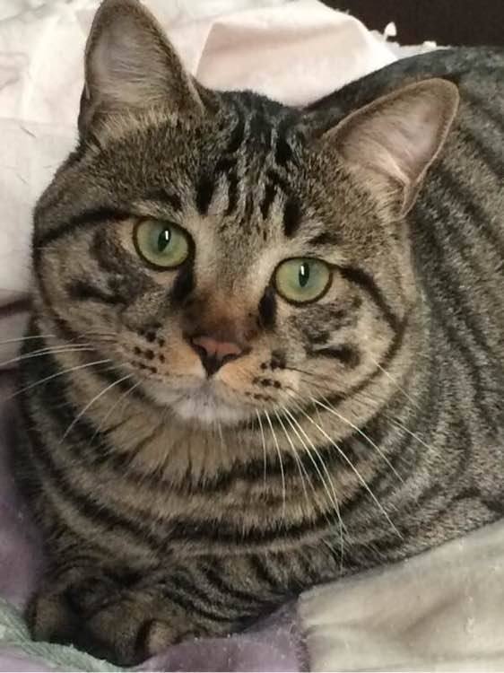 狸花猫的弃养率为何一直居高不下?这5点原因了解一下