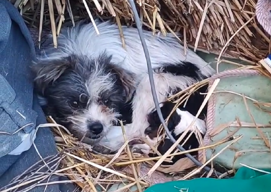 草垛里产子的流浪狗,大娘担心它们被冻死求助小哥,狗狗:感恩有你们!