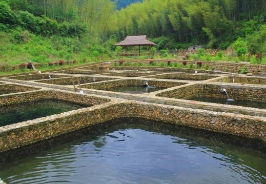 山泉流水育金鱼大型直播活动走进安徽休宁山泉流水养鱼系统