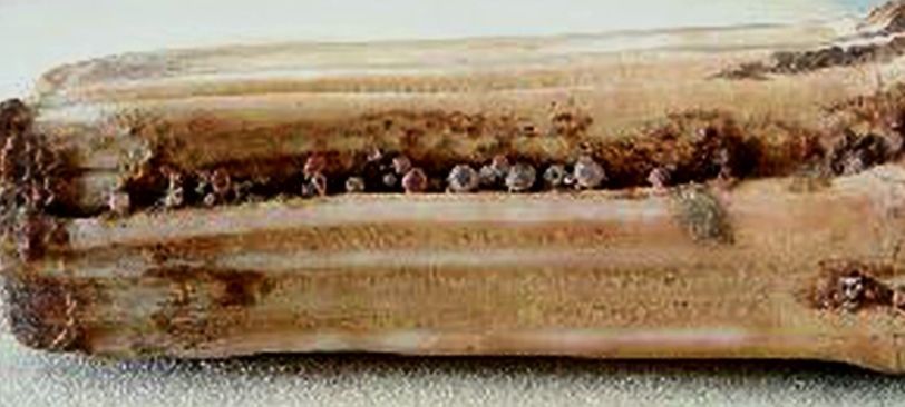 泾川大云寺地宫舍利传奇三舍利再生之谜