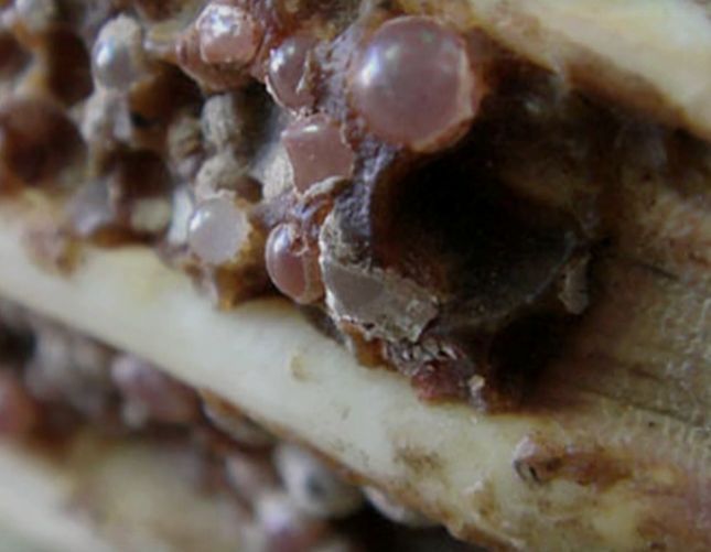 泾川大云寺地宫舍利传奇三舍利再生之谜