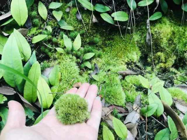 年宵花買了嗎花盆裡鋪底的苔蘚可能是保護植物盜挖買賣都將面臨刑事