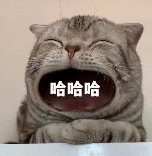 张大嘴等投喂猫咪表情包妈宝女爸宝女表情包
