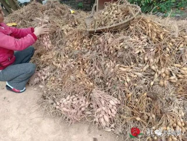 化设备深加工莪术,做大做强莪术产业,努力打造全国知名的莪术种植基地