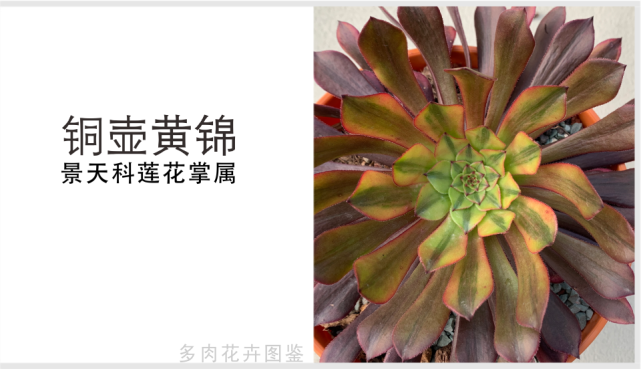 "铜壶黄锦"景天科莲花掌属多肉植物,易群生,铜壶的锦斑品种