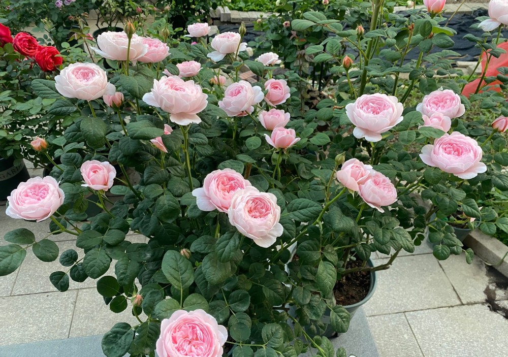 月季花界的女神瑞典女王又美又仙四季花开你值得拥有