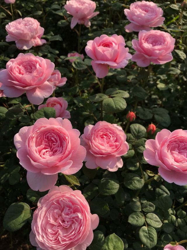 月季花界的女神瑞典女王又美又仙四季花開你值得擁有