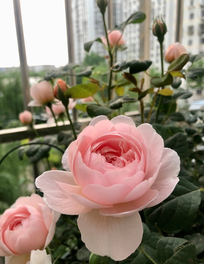 月季花界的女神瑞典女王又美又仙四季花开你值得拥有