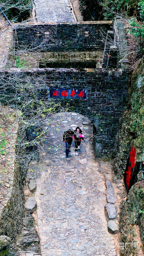 千年梅关古道梅花次弟绽放