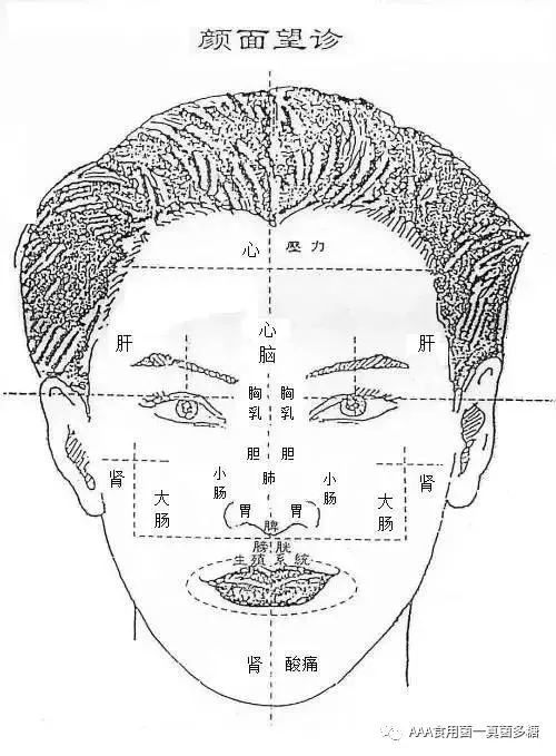 全息面诊脸部反射区域大全