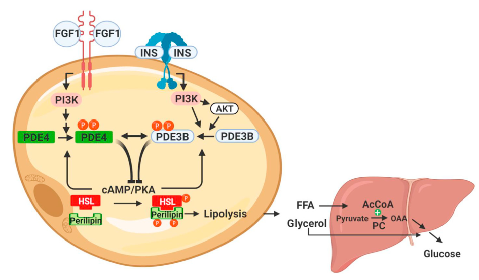 (图片来源:参考资料[1)我们知道,胰岛素通过pde3b(一种启动信号通路