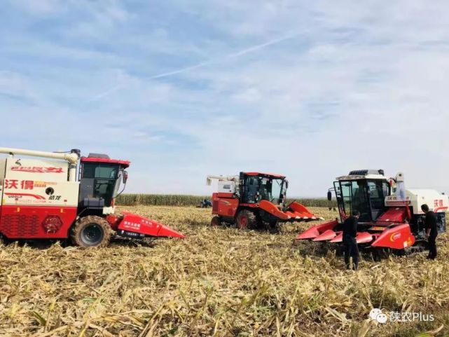 经过长期实践和专家推荐,小麦品种统一选用徐麦33,属半冬性中晚熟品种