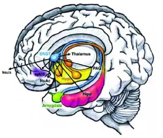 of the stria terminalis,bnst),它是脑内情绪情感调节环路中各核团的