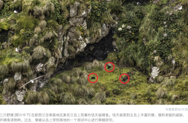 名叫大卫的病人在手术三天后,情况保持良好,新的心脏在跳动并顺利造血