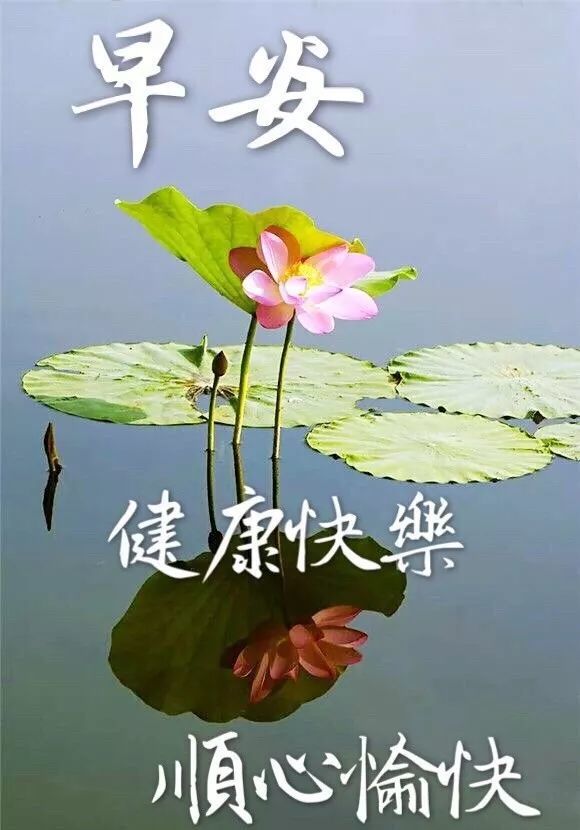 往事不回头未来不将就你若盛开蝴蝶自来早安