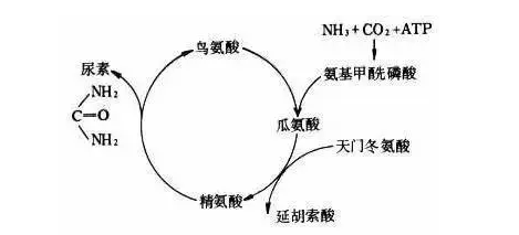 關於l瓜氨酸lcitrulline在運動補劑中的作用與效果