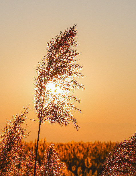 新疆美丨芦花水畔夕阳向晚