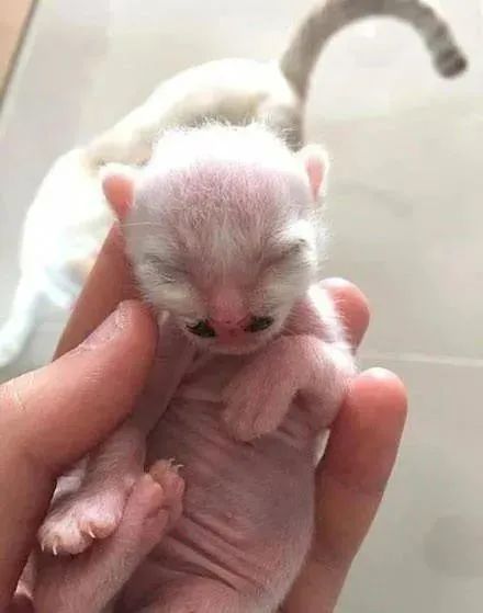 猫妈妈刚生完小宝宝其中一只竟长这样笑裂