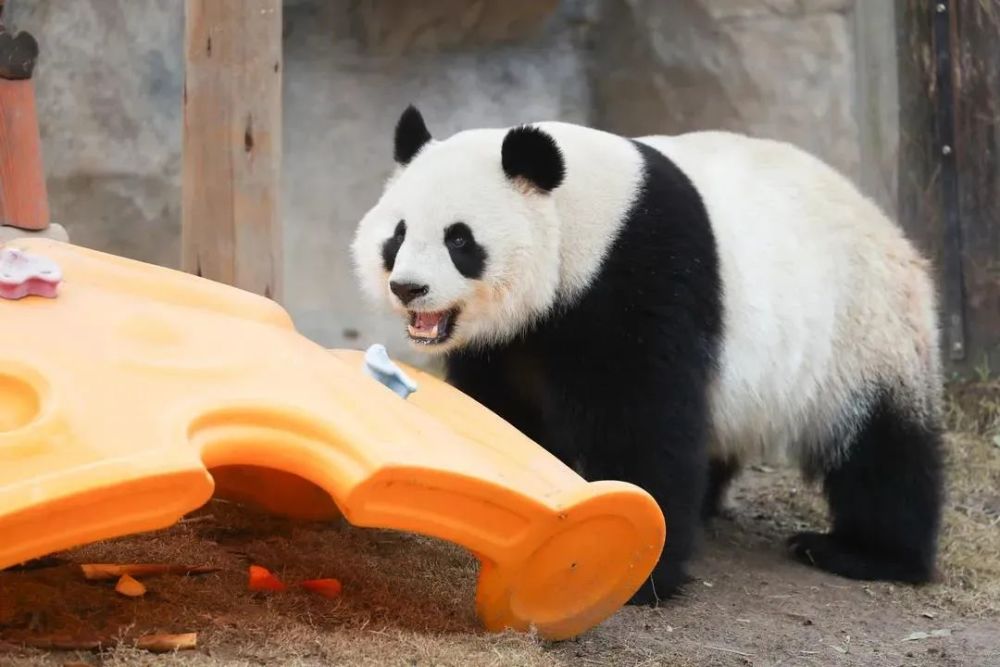 游在浦东冬日里的大熊猫宝宝太萌了快隔着屏幕吸一口