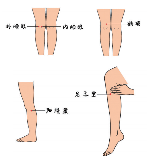 膝盖眼的位置图图片