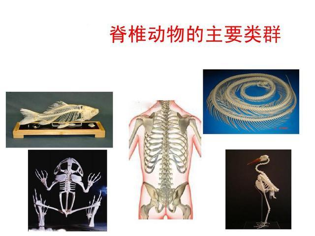 鸟类和哺乳类都是脊索动物门脊椎动物亚门下的纲,在整个的脊椎动物下