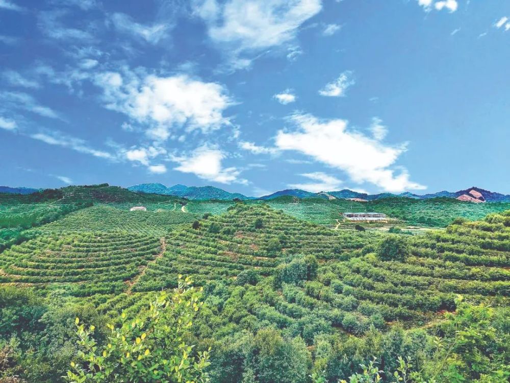 国家林草局协调财政部下达湖南,江西,广西,湖北等8个重点油茶省份资金