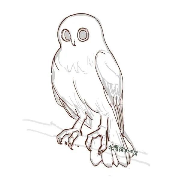 就凭在家门口蹲守我实现了猫头鹰自由