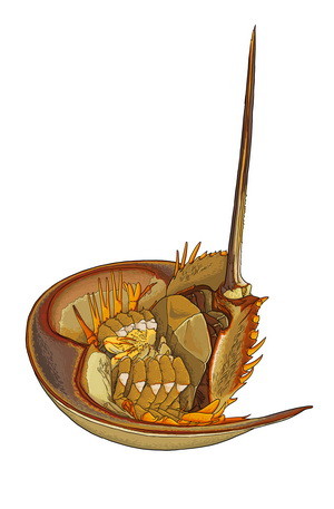 海怪不能买卖用于放生也不行厦门首起非法买卖中国鲎案件一审宣判