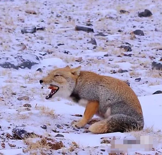 这个藏狐很搞笑