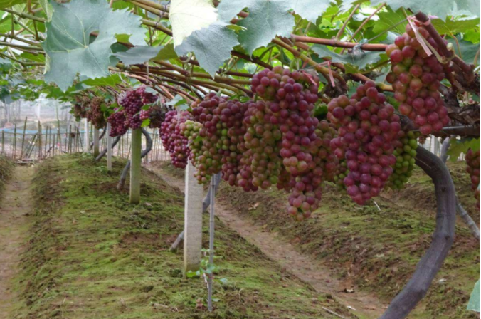 1月大棚葡萄管理,做好这3大措施,不愁管不好!_腾讯新闻