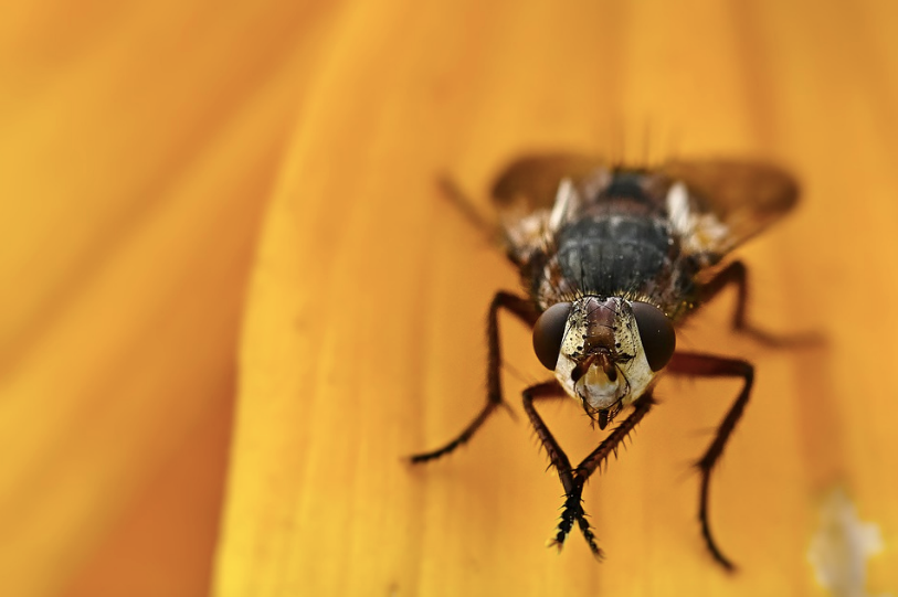 苍蝇凭啥能在光玻璃上竖着走真相既恶心又高级