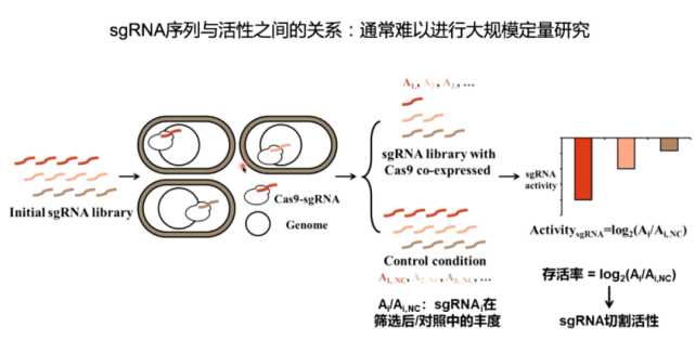专访清华大学张翀丨单次实验即可大规模筛选全基因组位点，构建百万量级基因型－表型关联数据库，CRISPR能否造就下一个传奇？_腾讯新闻
