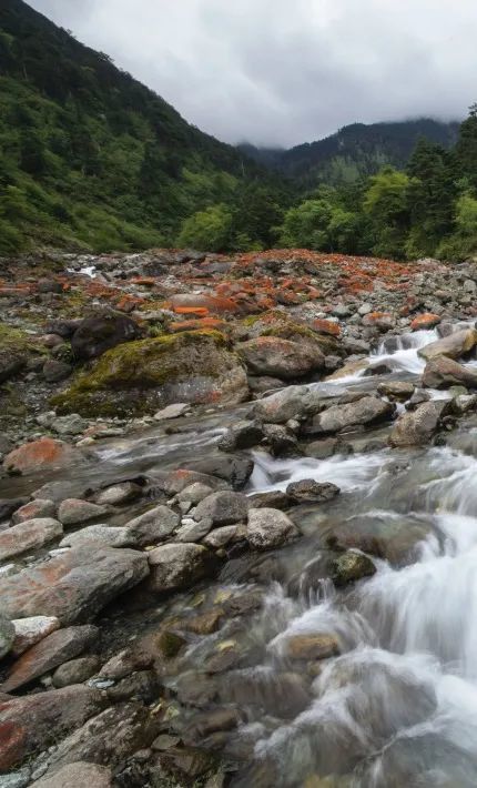 創建天府旅遊名縣安逸耍天全探秘二郎山邂逅大熊貓暢遊喇叭河品味魚子