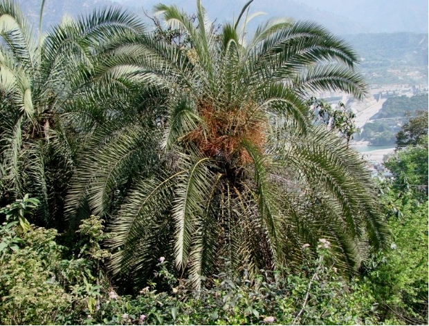 荒野维生野菜系列刺葵