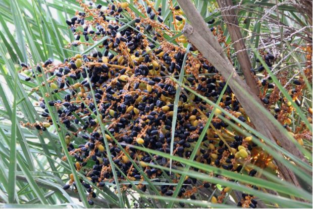 刺葵果实熟后变黑紫色,可采摘食用刺葵长出的嫩芽可以采摘制作美食