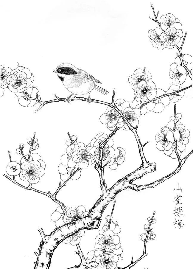 山茶小鳥(山茶花 紅頭長尾山雀)本素材摘錄自《山雀畫稿》,劉壽平插圖