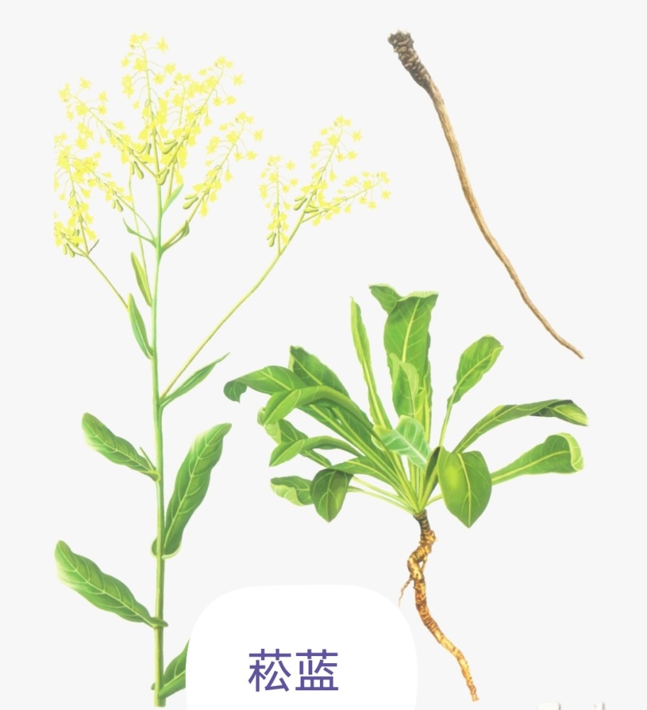 中药古今研究青黛